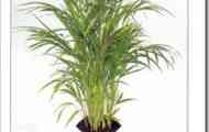 Пальма хрізалідокарпус жовтуватий (chrysalidocarpus lutescens)