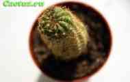 Parodia (на фото parodia ottonis ssp. Ottonis (notocactus ottonis)) - опис, фото, догляд, розведення