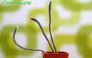 Peniocereus (пеніоцереус віперінус) - опис, фото, догляд, розведення