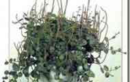 Пеперомия круглолистая опушена (peperomia rotundifolia var. Pilosior)