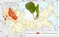 Пероноспороз капусти або несправжня борошниста роса капусти (peronospora brassicae gaum.)