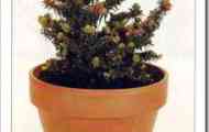 Ялиця бальзамическая "нана" (abies balsamea "nana")