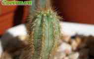 Pilosocereus (пілозоцереус толстоветвістий) - опис, фото, догляд, розведення