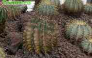 Плоди представників роду ferocactus