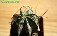 Підродина cereodeae. Рід astrophytum