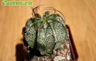 Підродина cereodeae. Рід astrophytum