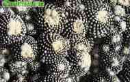 Підродина cereodeae. Рід copiapoa