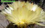Підродина cereodeae. Рід coryphantha