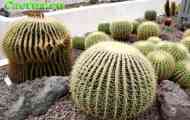 Підродина cereodeae. Рід echinocactus