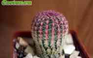 Підродина cereodeae. Рід echinocereus