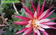 Підродина cereodeae. Рід epiphyllum
