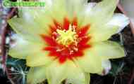 Підродина cereodeae. Рід hamatocactus