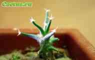 Підродина cereodeae. Рід leuchtenbergia