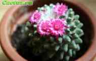 Підродина cereodeae. Рід mammillaria