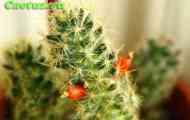 Підродина cereodeae. Рід mammillaria