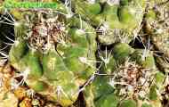 Підродина cereodeae. Рід matucana