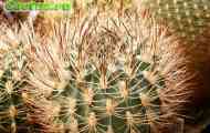 Підродина cereodeae. Рід pyrrhocactus