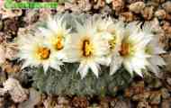 Підродина cereodeae. Рід strombocactus