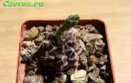 Підродина цереусовие. Рід гимнокалициума (gymnocalycium)