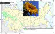 Соняшник культурний (helianthus annuus l. Subsp. Annuus var. Annuus f. Annuus ornamentalis (wenzl.)&hellip;