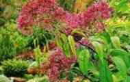 Посконник - eupatorium