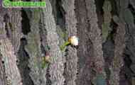 Застосування кактусів