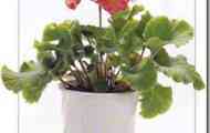 Примула обратноконическая (primula obconica)
