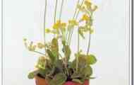 Примула (primula veris)