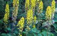 Рослина язичник або лігулярія (ligularia)