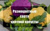 Різнобарвна кольорова капуста