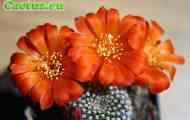 Rebutia (ребуция крайнца) - опис, фото, догляд, розведення