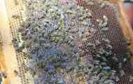 Рекомендації потомственого бджоляра