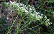 Різак звичайний (falcaria vulgaris bernh.)