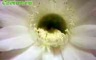 Рід echinopsis. Підрід acanthocalycium