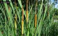 Рогіз широколистий (typha latifolia l.)