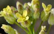 Рижик дрібноплідний (camelina microcarpa andrz.)