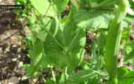 Іржа гороху (uromyces pisi (pers.) de bary і u. Fabae (pers.) db. F. Pisi-sativae hirats.)