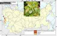 Іржа груші (gymnosporangium sabinae (dicks.) g. Winter.)