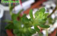 Sedum (очиток нуссбауера) - опис, фото, догляд, розведення