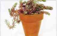 Седум відігнутий (sedum reflexum)
