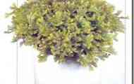 Селагинелла крауса "золотиста" (selaginella kraussiana "aurea")