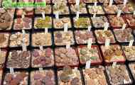 Систематика видів роду lithops