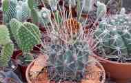 Склерокактус / sclerocactus