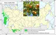 Слива вішненосная, алича (prunus cerasifera ehrh.)