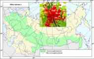 Смородина червона (ribes rubrum l.)