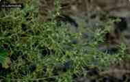 Солянка холмовая (salsola collina pall.)