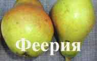 Сорт груші феєрія, характеристика і вирощування