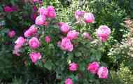 Сорт троянди леонардо да вінчі