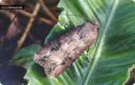 Совка іпсилон (agrotis ipsilon hufn.)
