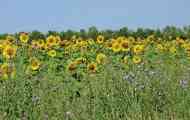 Створення кормової бази на дону